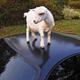 Illustration for article titled Damn Goats, Always Getting Their Hoof-marks On My Ferrari